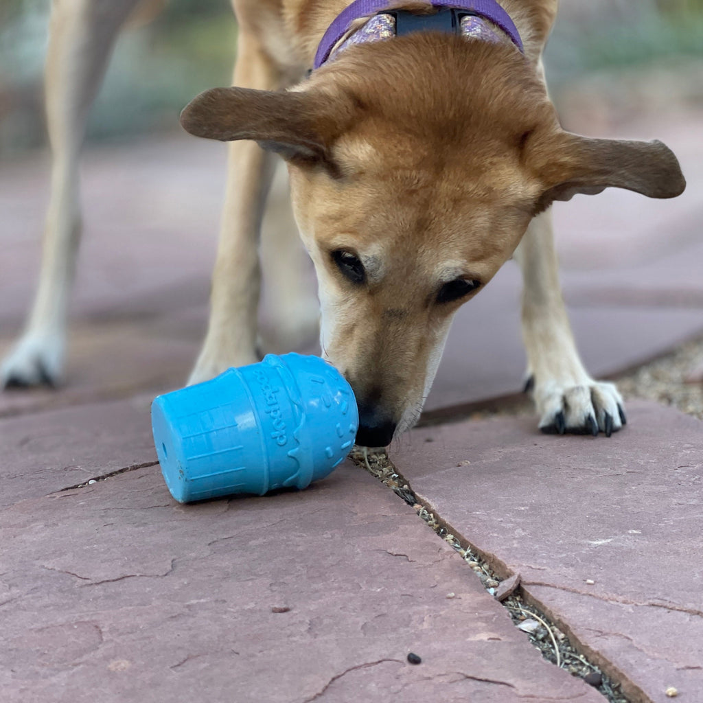 The Boredom Buster Every Dog Needs