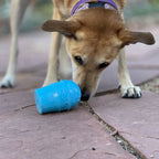 The Boredom Buster Every Dog Needs
