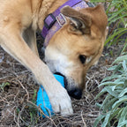 The Boredom Buster Every Dog Needs