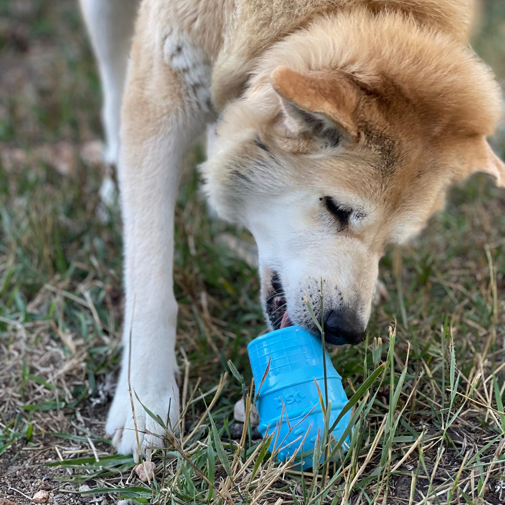 The Boredom Buster Every Dog Needs