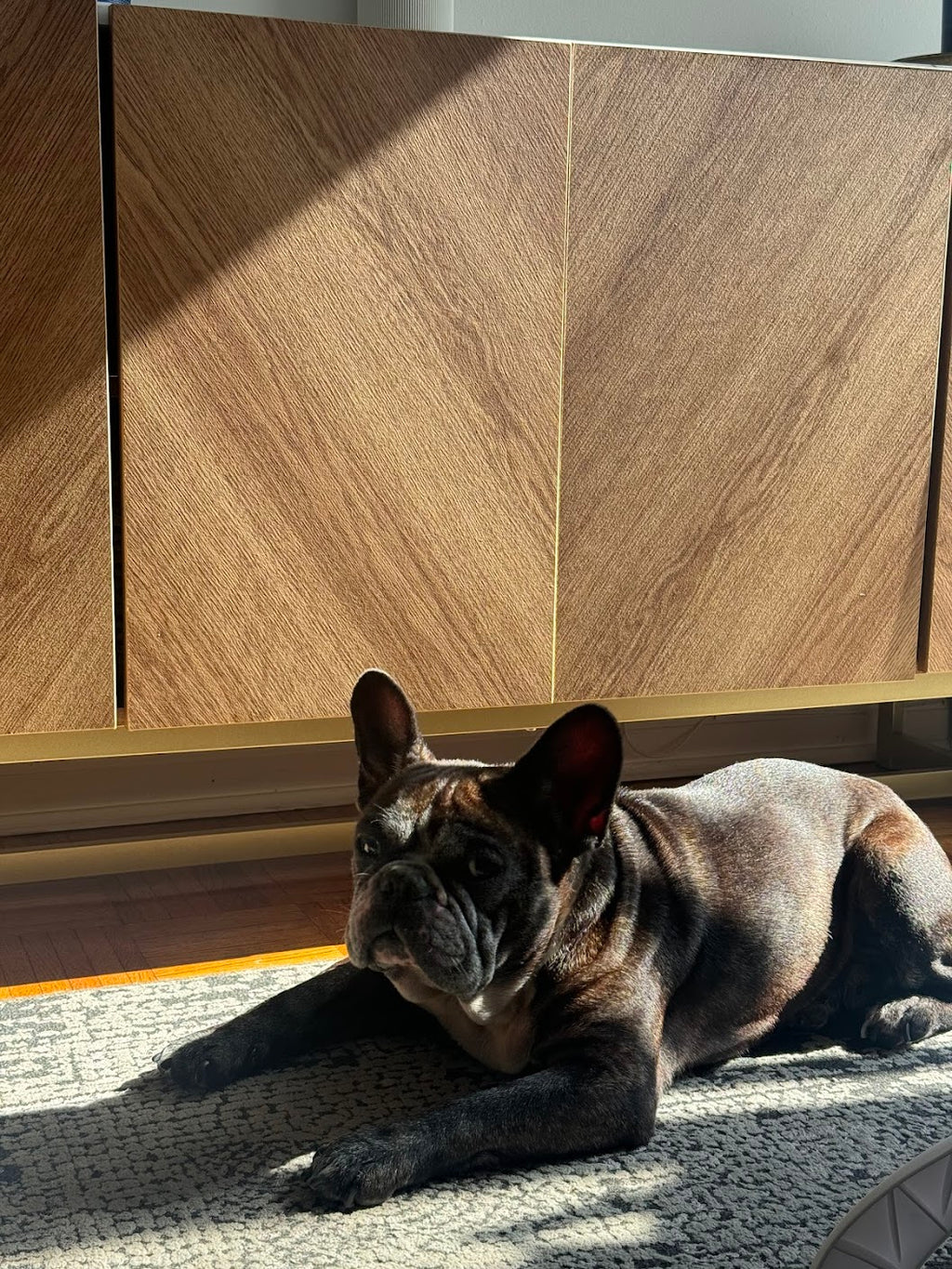 Pet Sunscreen for Dogs Who Love the Sun