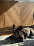 Pet Sunscreen for Dogs Who Love the Sun