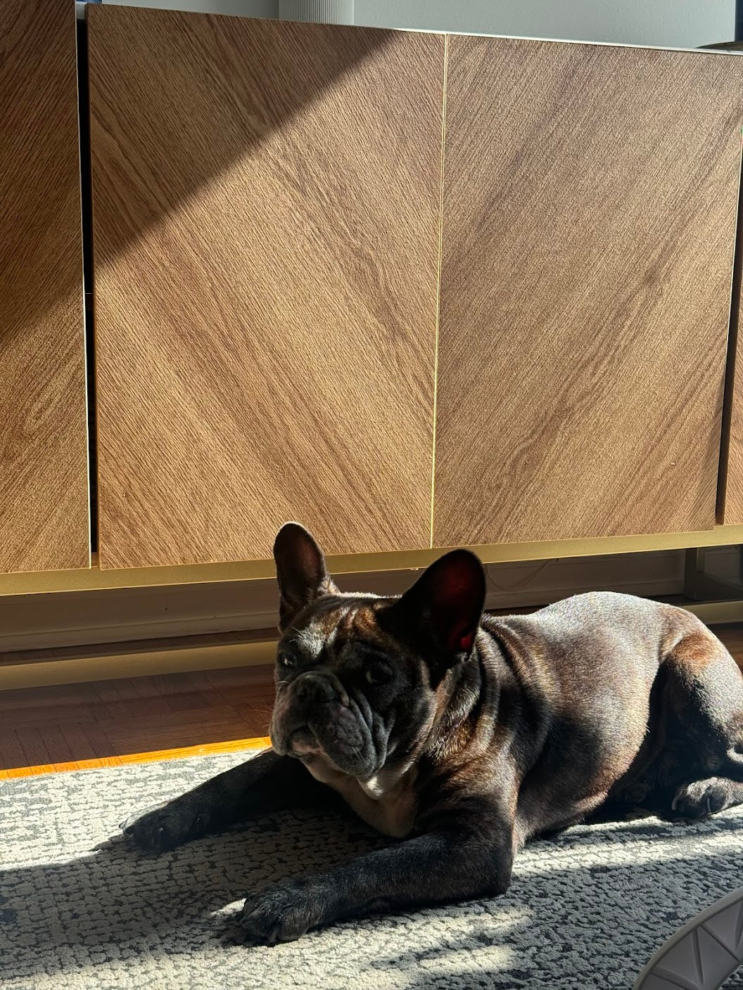 Pet Sunscreen for Dogs Who Love the Sun