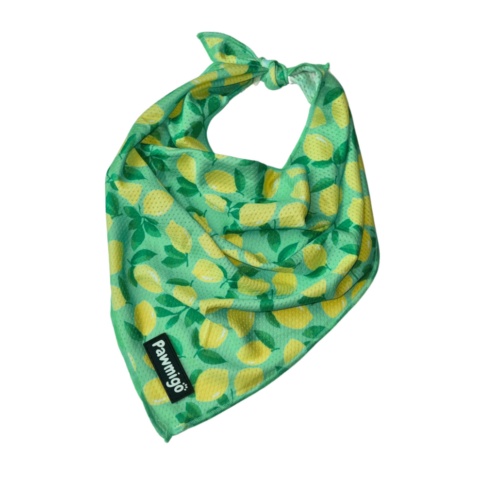 Cooling Bandana for Hot Summer Walks
