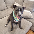 Cooling Bandana for Hot Summer Walks